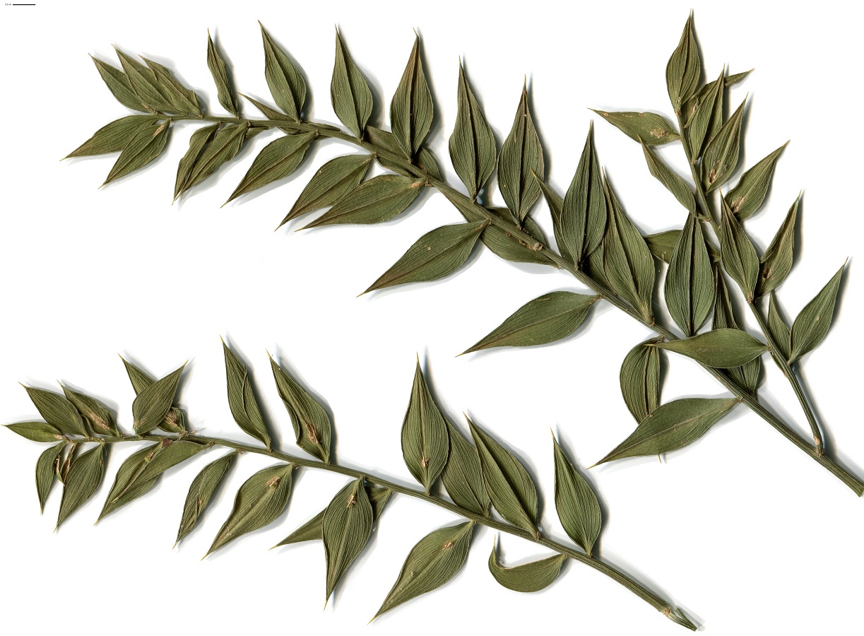 Ruscus aculeatus (Asparagaceae)